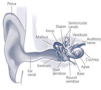 Drawing of the human auditory system.