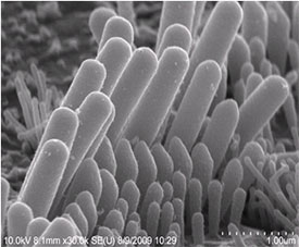 Stereocilia perch atop sensory hair cells in the cochlea of the inner ear.