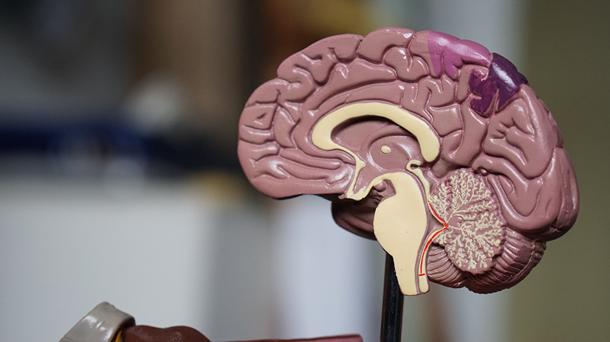 Plastic model of a brain and brain stem