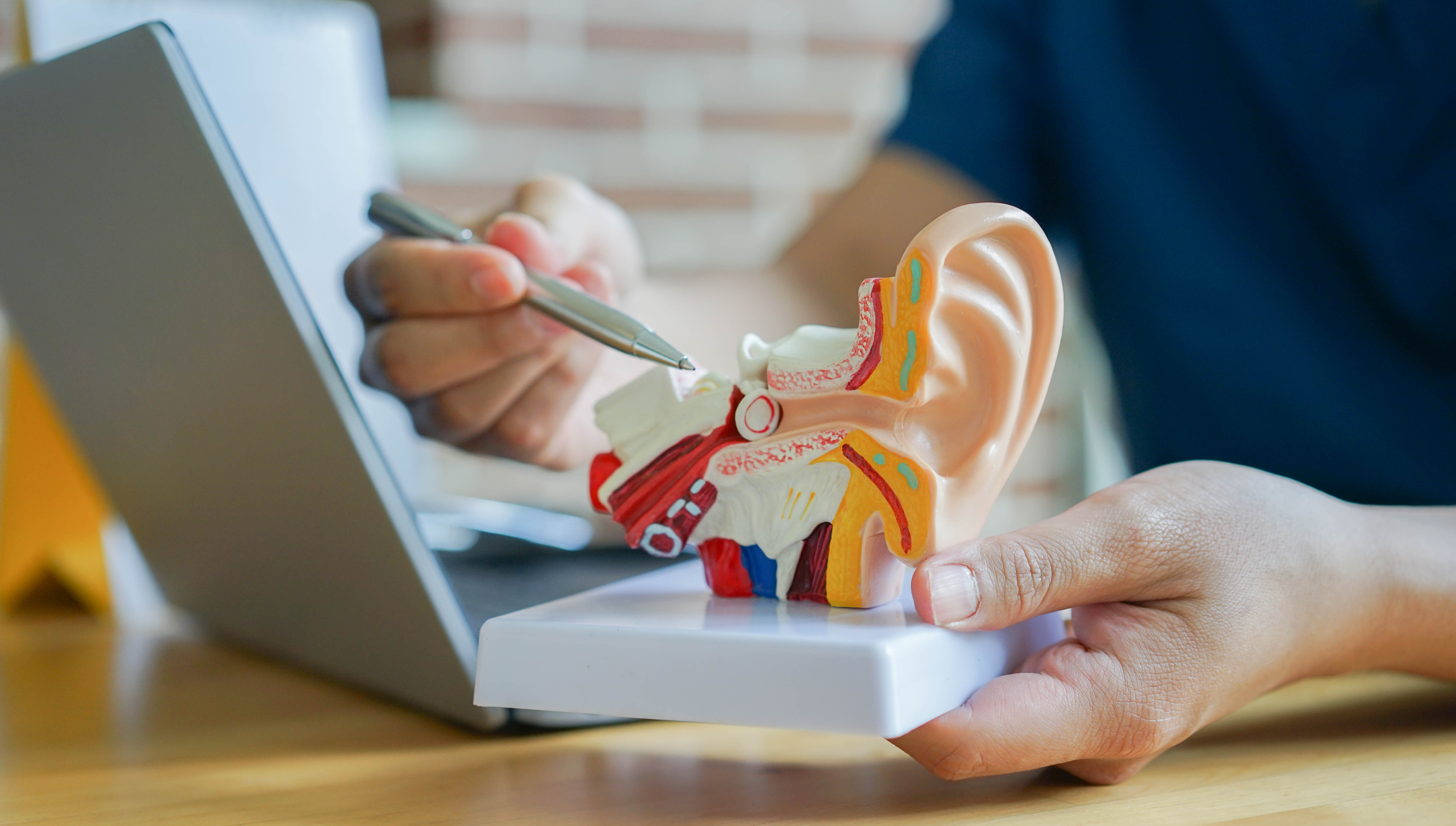 a doctor holds up an anatomic model of an ear