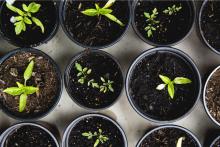 Plant seedlings in small pots