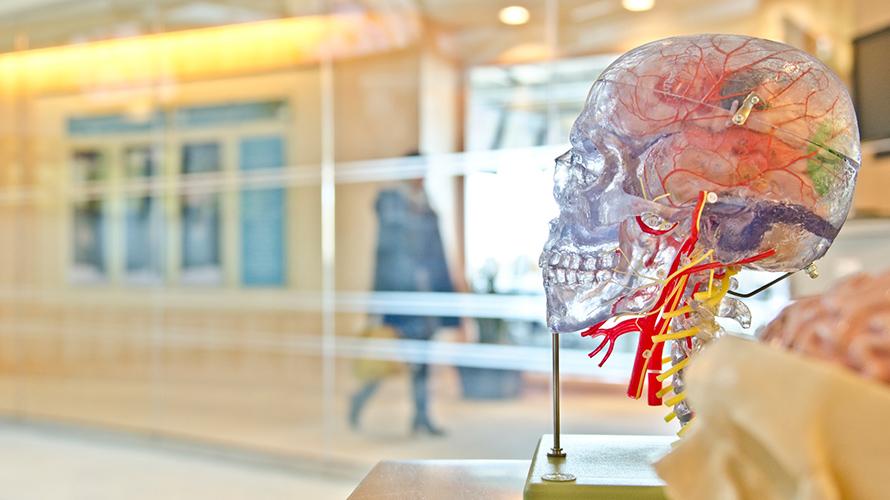 a clear plastic model of the human head, brain stem, and arteries